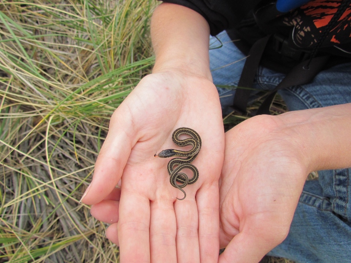 Coast Garter Snake